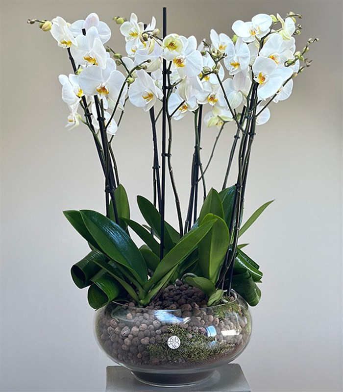 Royal Deluxe Cam Saksı 8 Dallı Orkide Beyaz