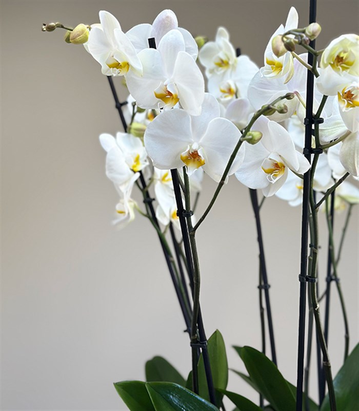 Royal Deluxe Cam Saksı 8 Dallı Orkide Beyaz