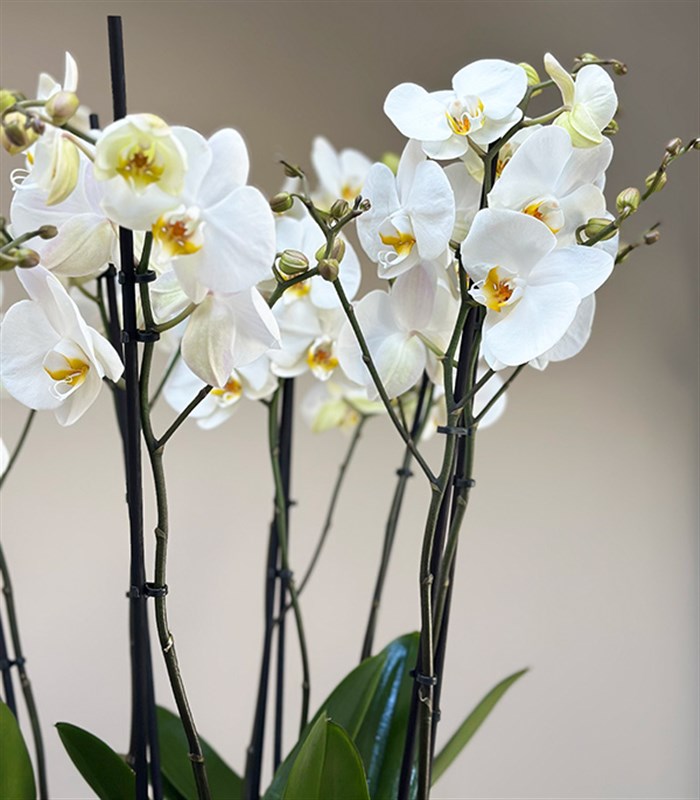 Royal Deluxe Cam Saksı 8 Dallı Orkide Beyaz