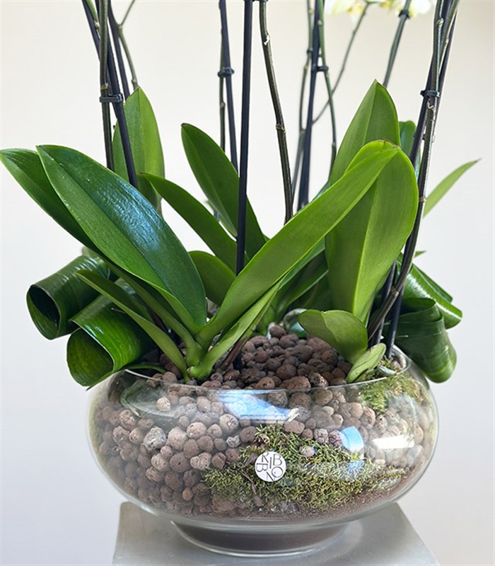 Royal Deluxe Cam Saksı 8 Dallı Orkide Beyaz