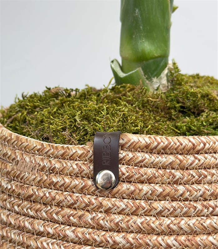 Diffenbahia Jüt Sepette Difenbahya Bitkisi