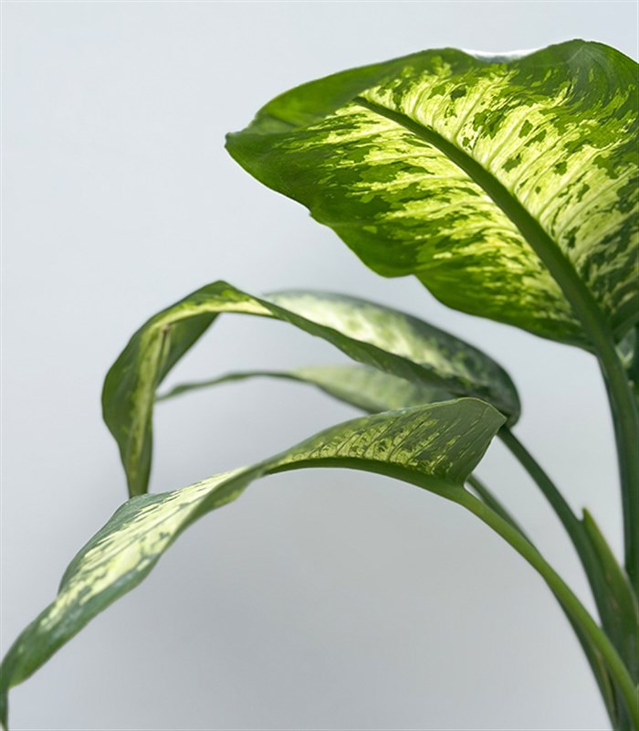 Diffenbahia Jüt Sepette Difenbahya Bitkisi