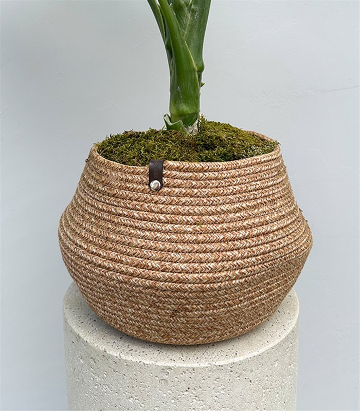 Diffenbahia Jüt Sepette Difenbahya Bitkisi