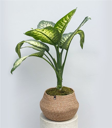 Dieffenbachia Plant in Jute Basket