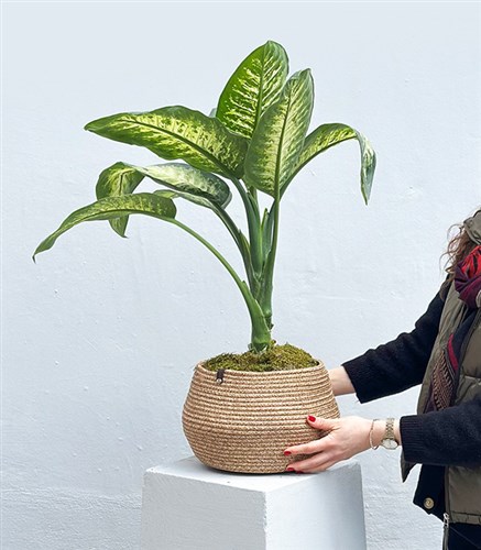 Dieffenbachia Plant in Jute Basket
