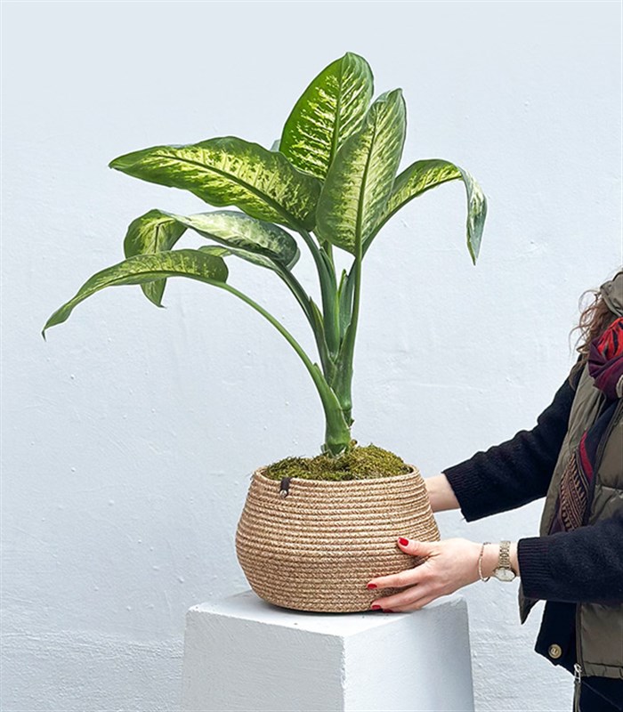 Diffenbahia Jüt Sepette Difenbahya Bitkisi