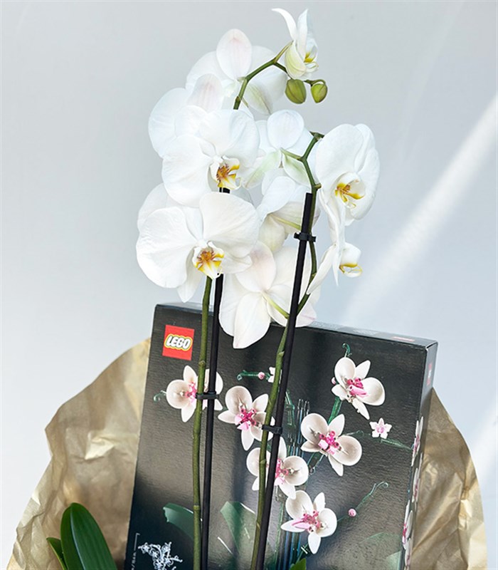 LEGO Orkide & Beyaz Saksı Orkide Hediye Kutusu