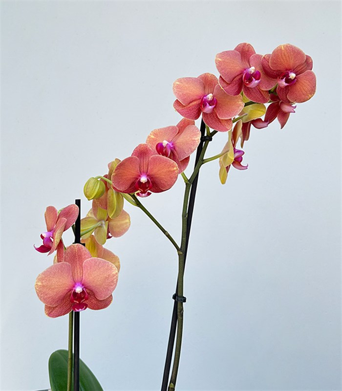 LEGO Botanicals Mini Orkide Somon Saksıda Narçiçeği Orkide Hediye Seti