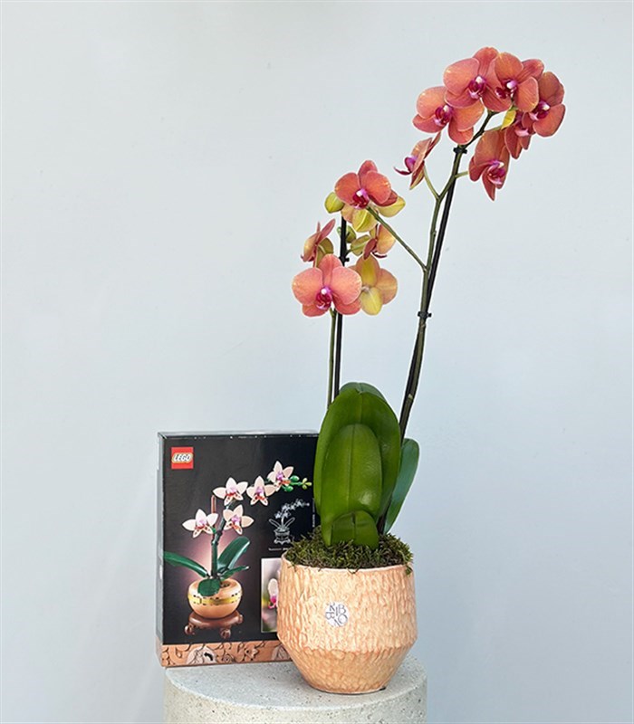 LEGO Botanicals Mini Orkide Somon Saksıda Narçiçeği Orkide Hediye Seti