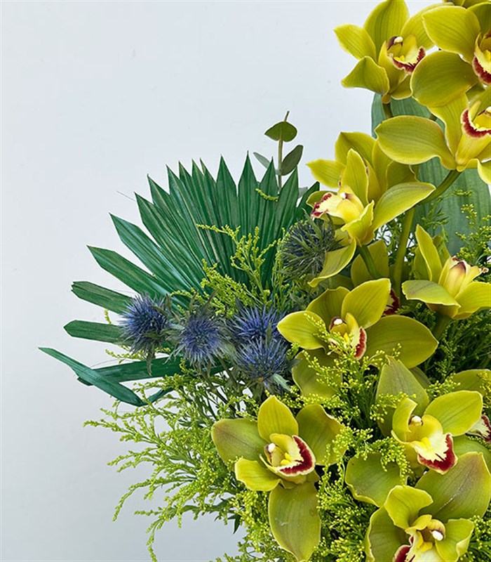 Top Vazoda Yeşil Cymbidium Orkide