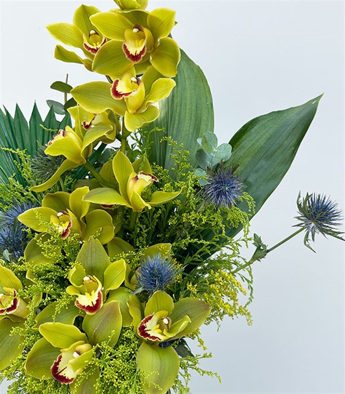 Top Vazoda Yeşil Cymbidium Orkide