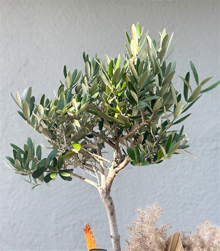 Sepette Zeytin Ağacı Grand Deluxe