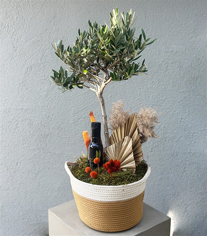 Sepette Zeytin Ağacı Grand Deluxe