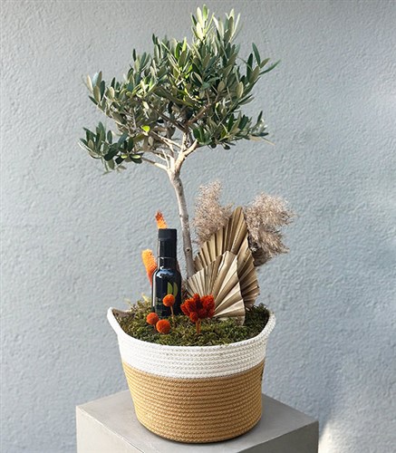 Sepette Zeytin Ağacı Grand Deluxe