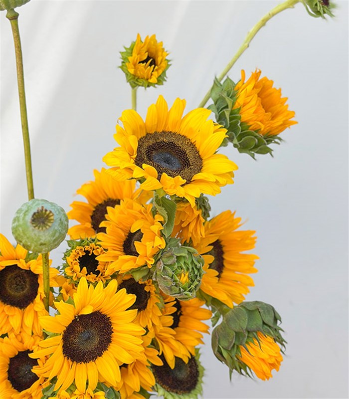 Sunflowers Seramik Vazoda Deluxe Ayçiçekleri Aranjmanı