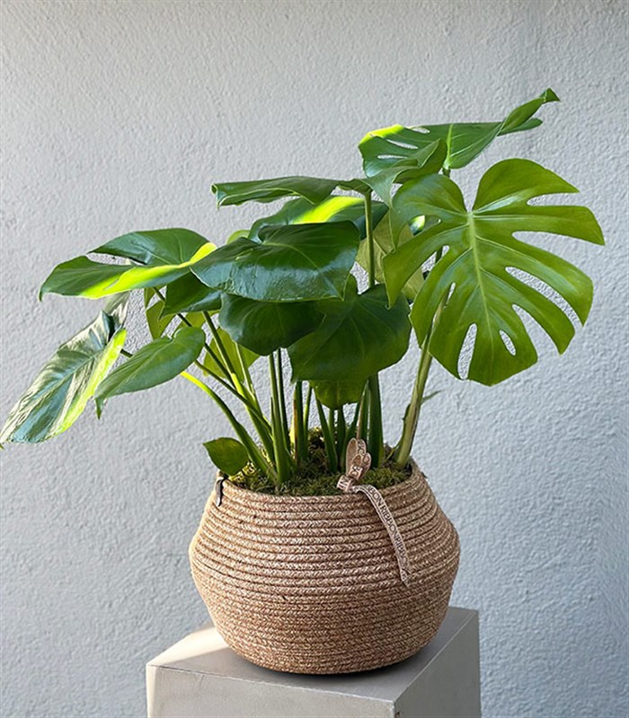 Monstera Deliciosa Hasır Sepet Saksıda Deve Tabanı 80 cm