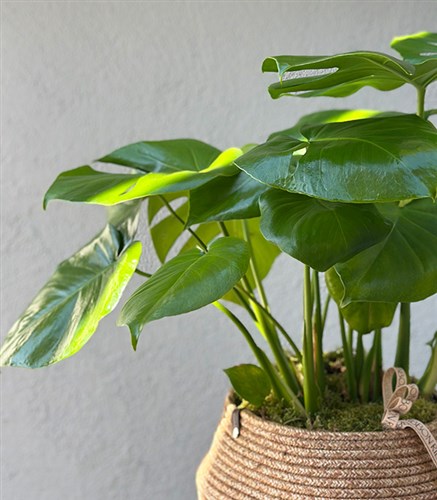 Monstera Deliciosa in Wicker Basket