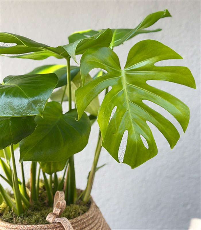 Monstera Deliciosa Hasır Sepet Saksıda Deve Tabanı 80 cm