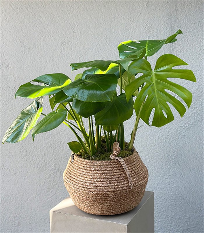 Monstera Deliciosa Hasır Sepet Saksıda Deve Tabanı 80 cm