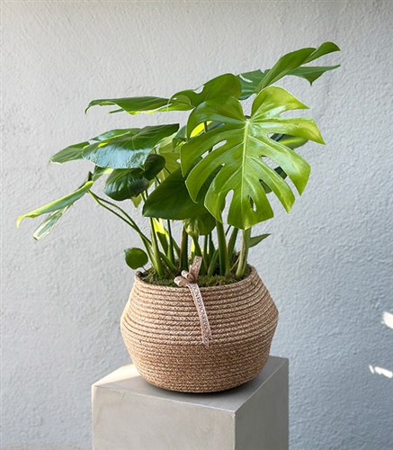 Monstera Deliciosa in Wicker Basket