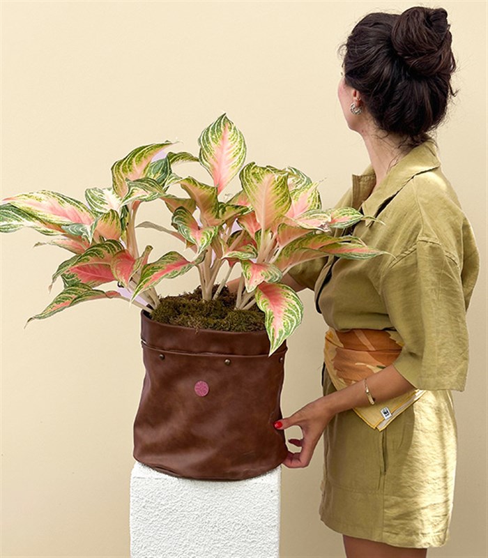 Aglaonema Eyecatcher Kahverengi Deri Saksıda Çin Hemyeşili Bitkisi