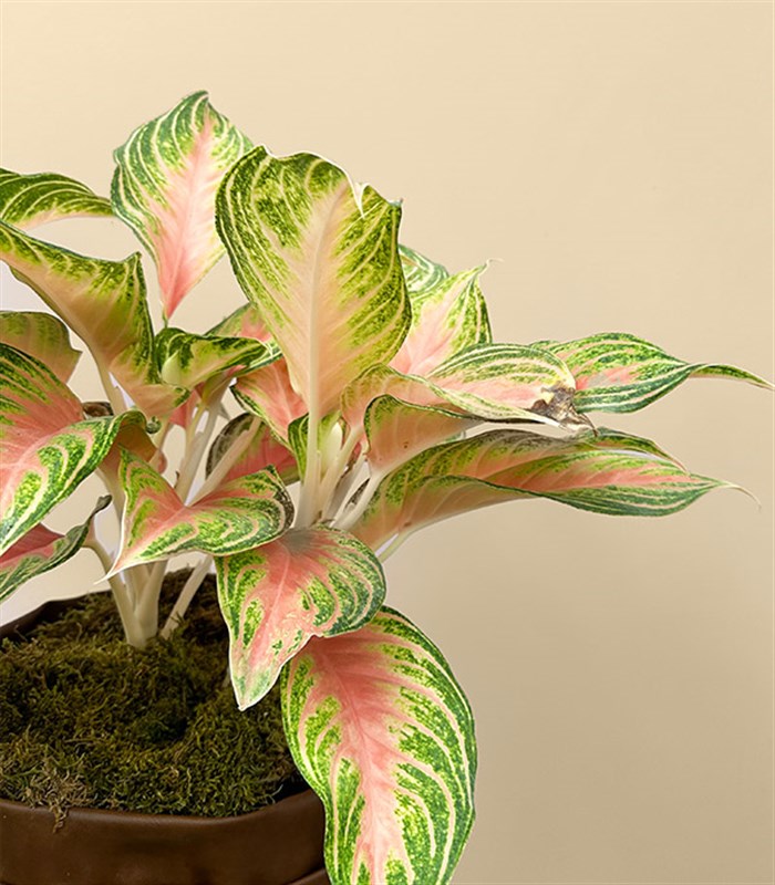 Aglaonema Eyecatcher Kahverengi Deri Saksıda Çin Hemyeşili Bitkisi