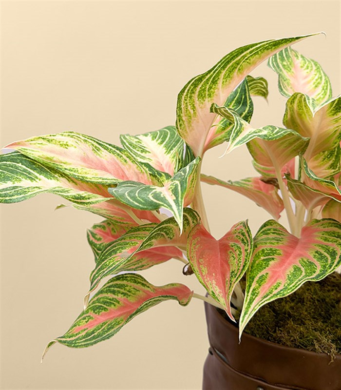 Aglaonema Eyecatcher Kahverengi Deri Saksıda Çin Hemyeşili Bitkisi