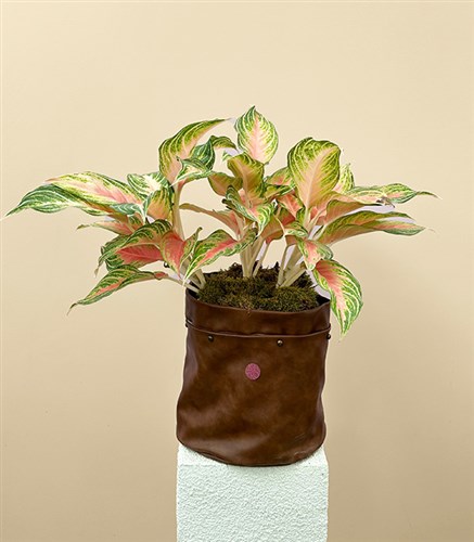 Aglaonema Eyecatcher Kahverengi Deri Saksıda Çin Hemyeşili Bitkisi