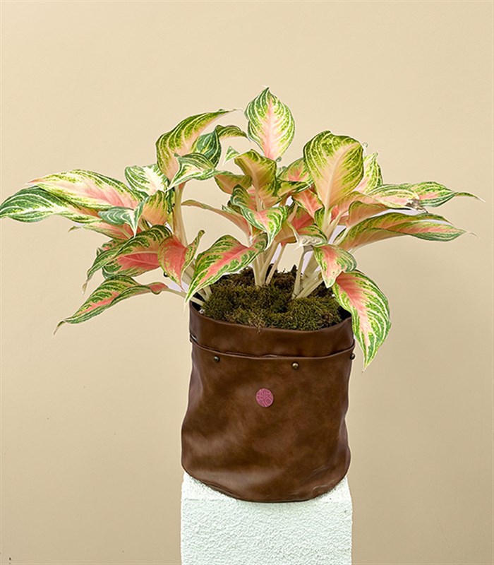 Aglaonema Eyecatcher Kahverengi Deri Saksıda Çin Hemyeşili Bitkisi
