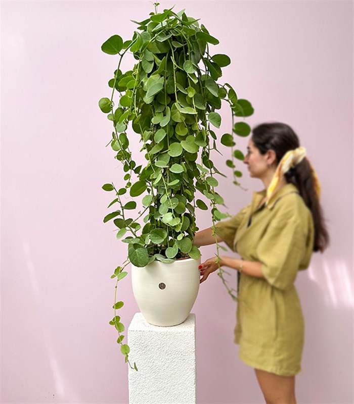 Beyaz Saksıda Cissus Rotundifolia Sarmaşık Bitkisi