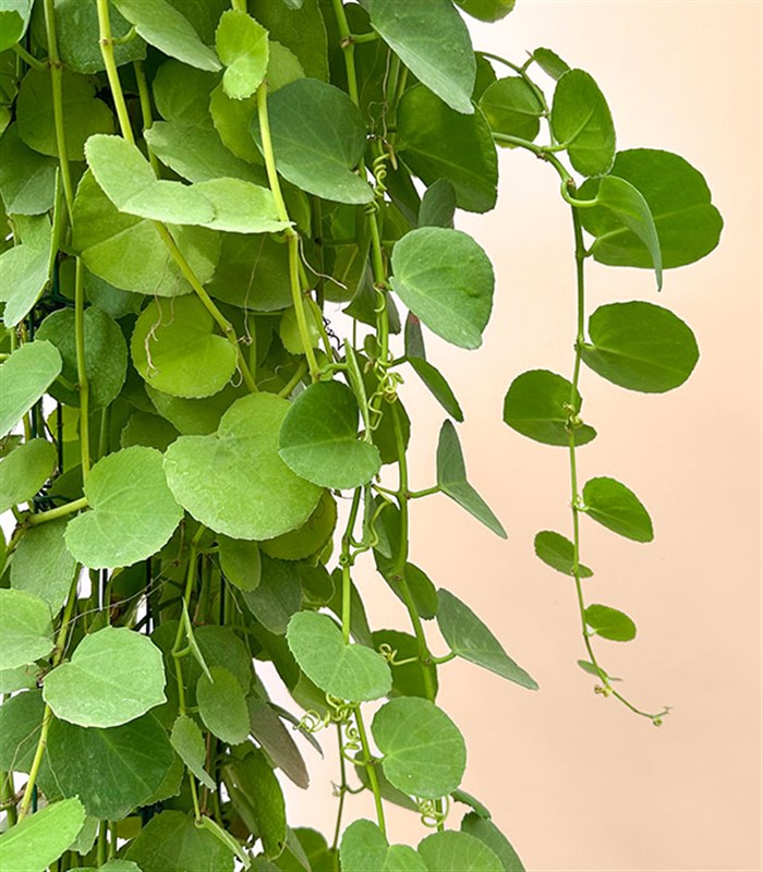 Beyaz Saksıda Cissus Rotundifolia Sarmaşık Bitkisi