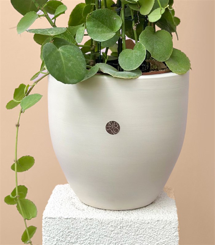 Beyaz Saksıda Cissus Rotundifolia Sarmaşık Bitkisi