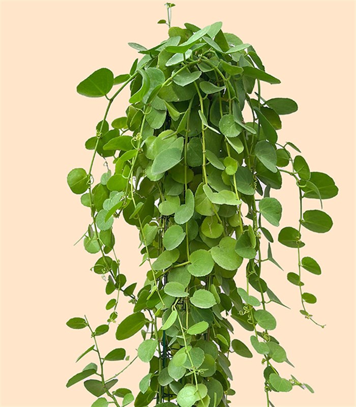 Beyaz Saksıda Cissus Rotundifolia Sarmaşık Bitkisi