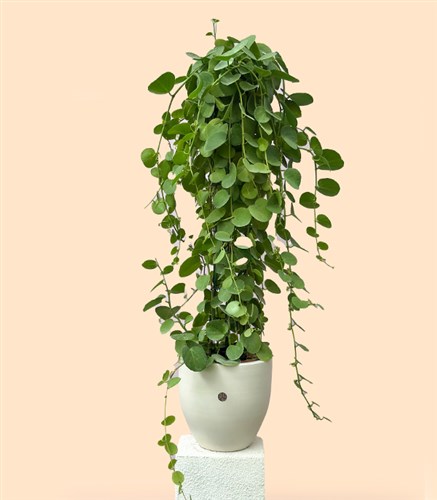 Beyaz Saksıda Cissus Rotundifolia Sarmaşık Bitkisi