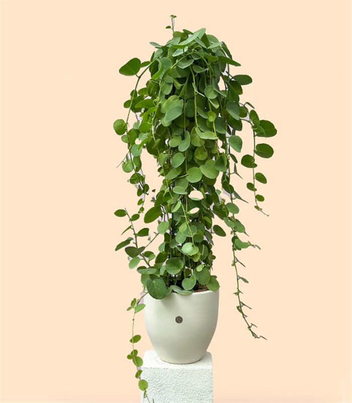 Beyaz Saksıda Cissus Rotundifolia Sarmaşık Bitkisi