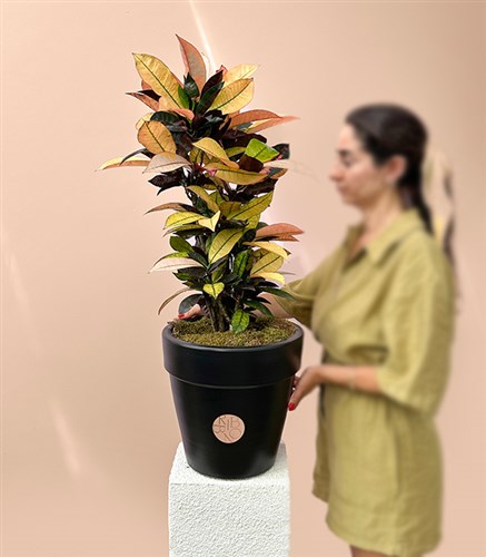 Siyah Saksıda Croton Codiaeum Variegatum Mrs Iceton Kruton Bitkisi 70 Cm