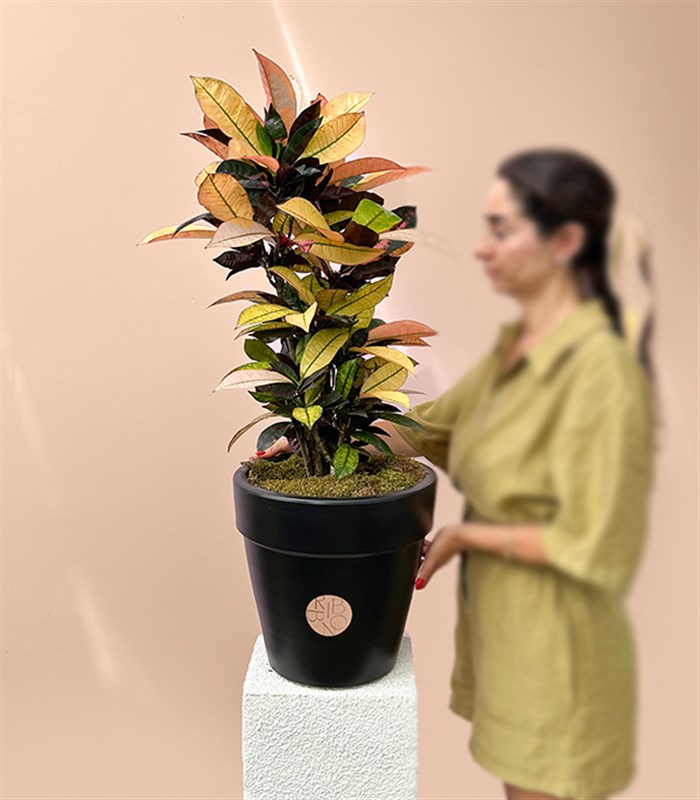 Croton Codiaeum Variegatum Mrs Iceton Plant in Black Pot 70 cm