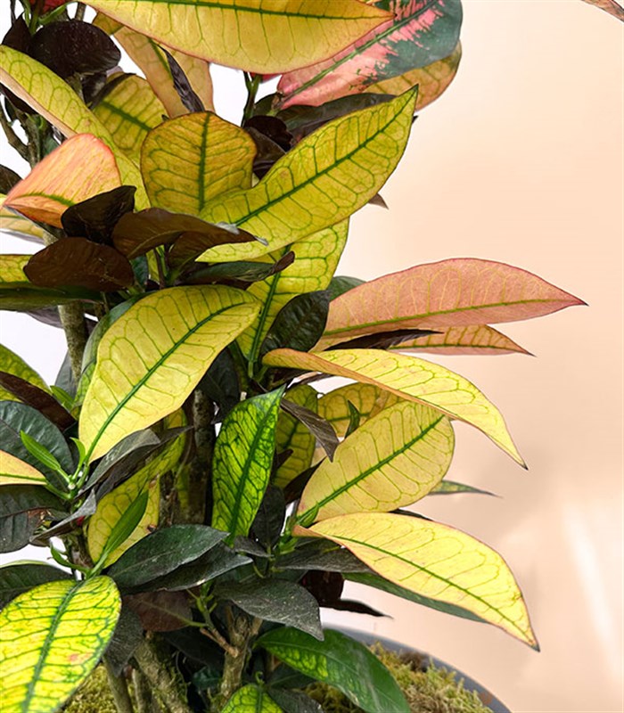 Croton Codiaeum Variegatum Mrs Iceton Plant in Black Pot 70 cm