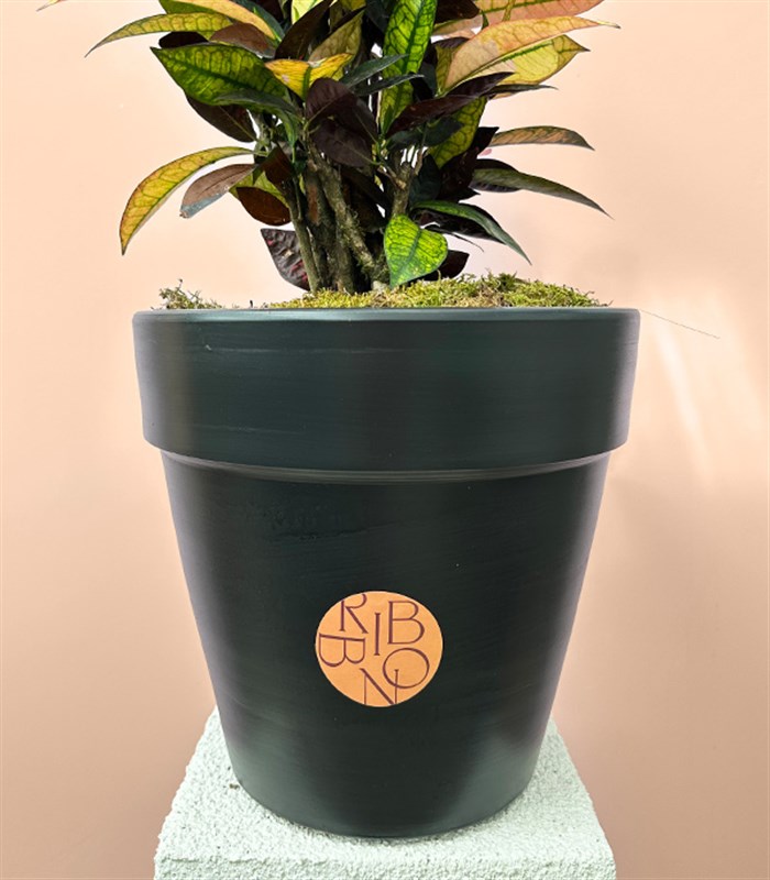 Croton Codiaeum Variegatum Mrs Iceton Plant in Black Pot 70 cm