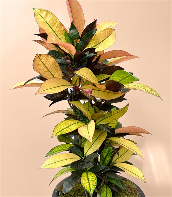 Croton Codiaeum Variegatum Mrs Iceton Plant in Black Pot 70 cm
