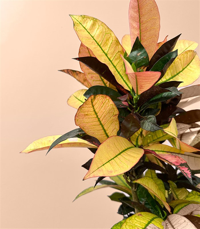 Croton Codiaeum Variegatum Mrs Iceton Plant in Black Pot 70 cm
