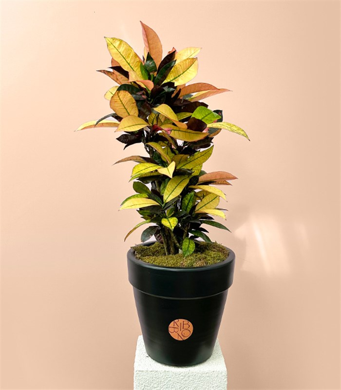 Croton Codiaeum Variegatum Mrs Iceton Plant in Black Pot 70 cm