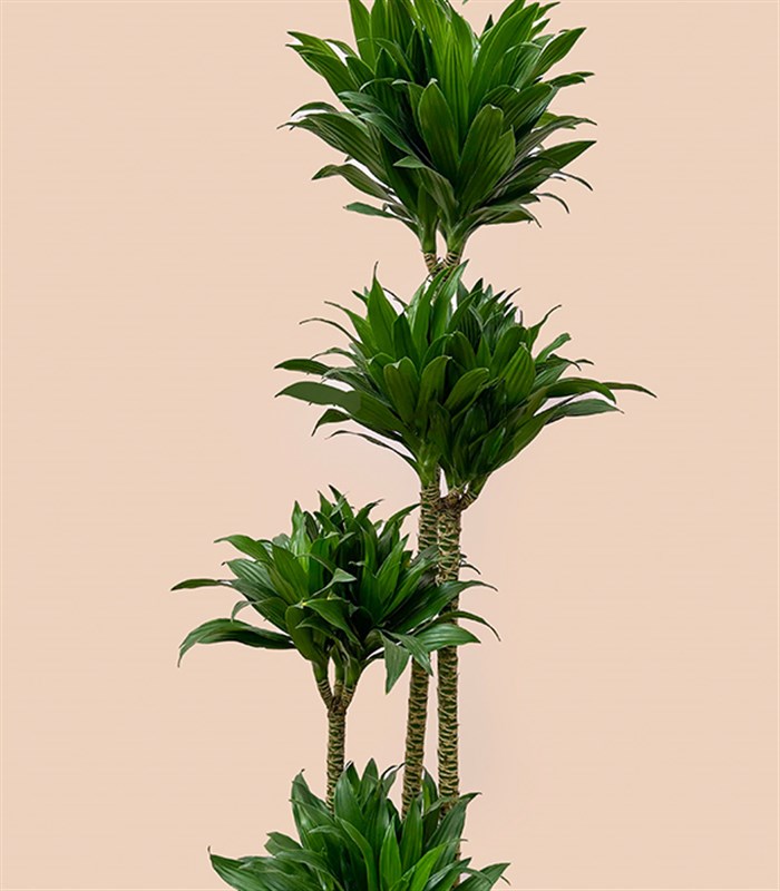 Siyah Saksıda 4 Gövdeli Dracaena Fragrans Compacta Bitkisi 150 Cm