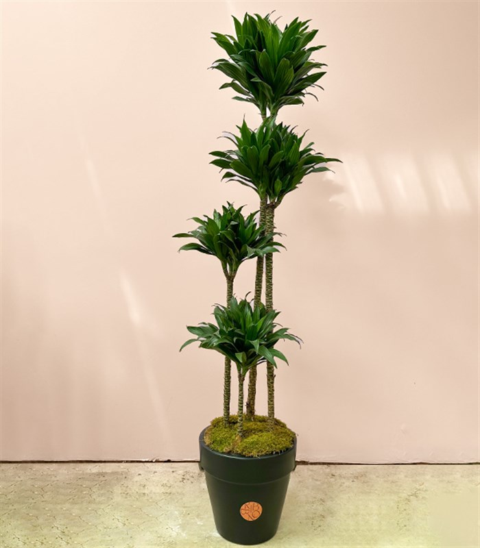 Siyah Saksıda 4 Gövdeli Dracaena Fragrans Compacta Bitkisi 150 Cm