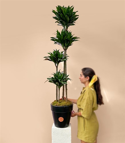 Siyah Saksıda 4 Gövdeli Dracaena Fragrans Compacta Bitkisi 150 Cm