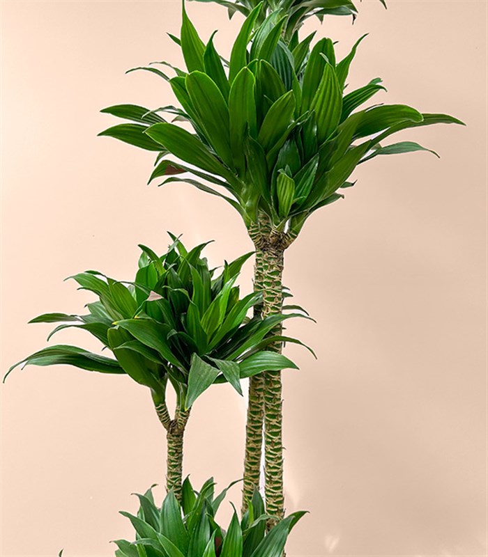 Siyah Saksıda 4 Gövdeli Dracaena Fragrans Compacta Bitkisi 150 Cm