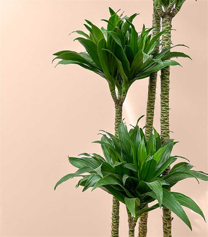 Siyah Saksıda 4 Gövdeli Dracaena Fragrans Compacta Bitkisi 150 Cm