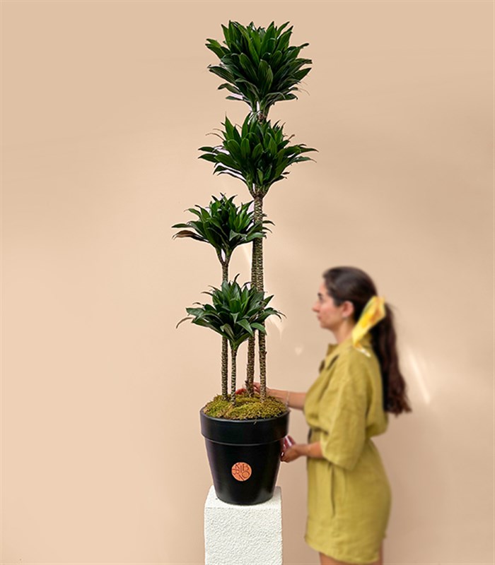 Siyah Saksıda 4 Gövdeli Dracaena Fragrans Compacta Bitkisi 150 Cm