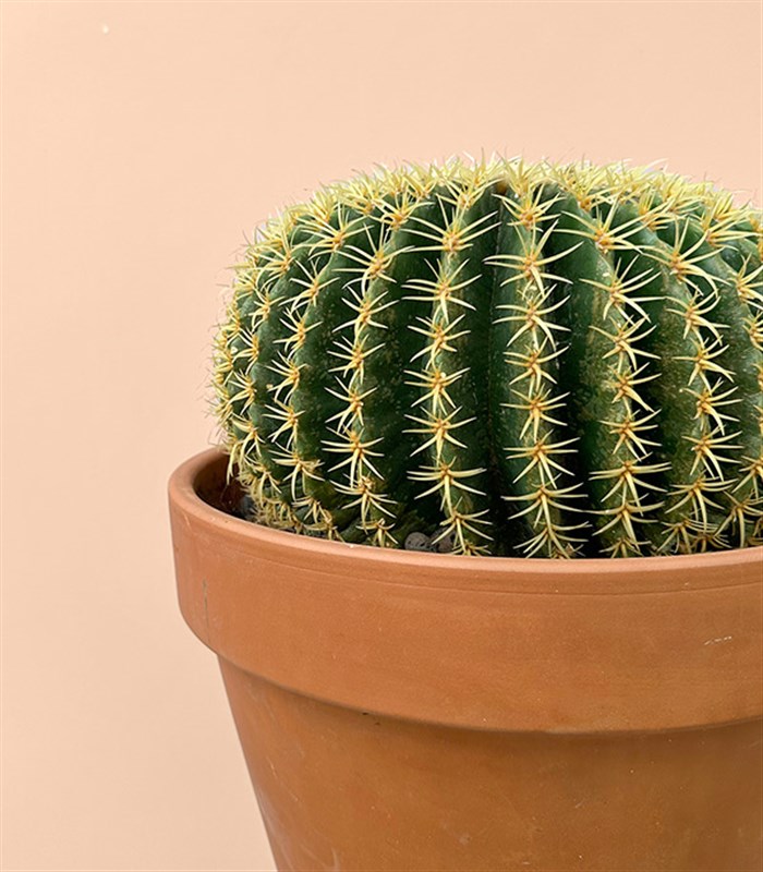 Dikey Terracotta Saksıda Echinocactus Grusonii Altın Fıçı Kaktüs