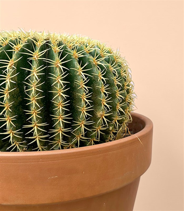 Dikey Terracotta Saksıda Echinocactus Grusonii Altın Fıçı Kaktüs